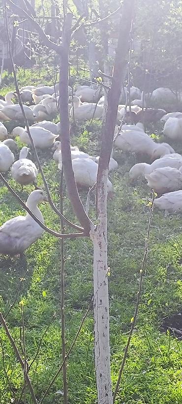 Ördəklər: Məhsul: Ağ ördəklər (sürü halında) Təsvir: - Açıq məkanda otlaqda — 2