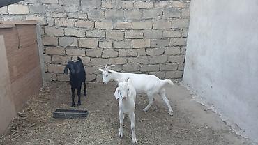 pulsuz heyvanlar verilir: 3 baş keçi - Növ: yerli süd və ət istiqamətli keçilər - Rənglər: 2 — 4