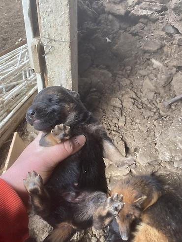 Отдам даром собаку: Щенки от собаки овчарочного типа. - Окрас: классический чёрно-рыжий у — 5