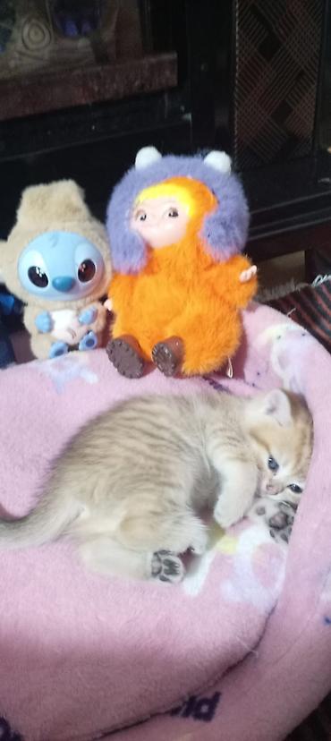 Pişiklər: Britan, Yaxşı əllərə — 34