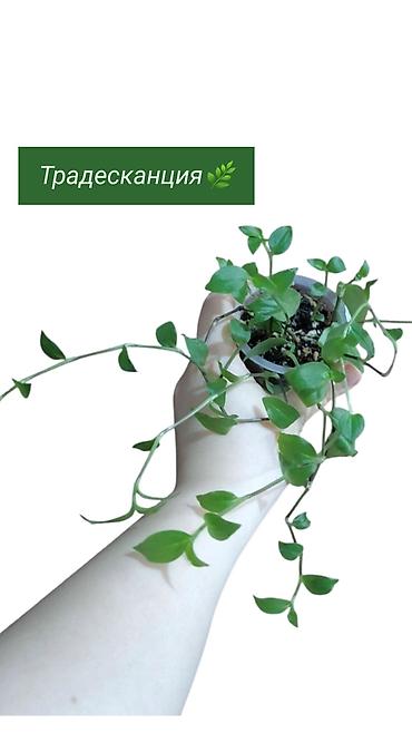 Хлорофитумы: Распродажа 🔥 Продаю комнатные растения 🪴. Пассифлора кализия розовая — 6