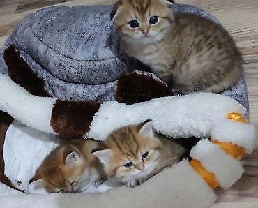 Pişiklər: Qızıl şinşilla, Erkək, Yaxşı əllərə, Ünvandan götürmə — 9