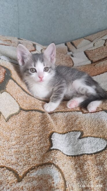 сибирская черно белая кошка: Кошка даром: Беспородная, 1 месяц, Мальчик, Приучена к лотку