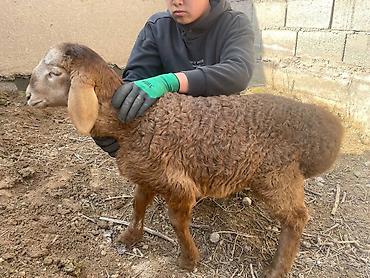 Баран, овца: Продаю | Овца (самка), Ягненок | Для разведения | Матка — 10