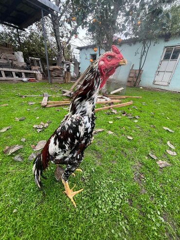 Inəklər, öküzlər: Şamo xoruz satılır Türk cinsidi 1.yas 4 aylıqdi Məhsul: Uzunboyun
