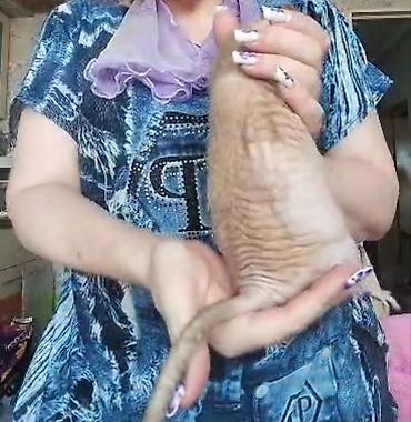 Крысы: Питомник крыс Rat Haus Love . Предлагает пару молодых крыс . Мальчик — 11