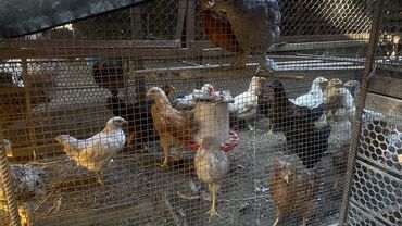 оборудование для кур несушек: Сатам | Балапандар