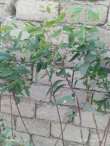 gence qab: Ekalipt (Eucalyptus) fidanları – qablarda - Bitki: Eucalyptus spp — 3