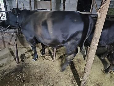 продам кента: Продаю | Бык (самец) | Ангус | На откорм | Привязанные — 5