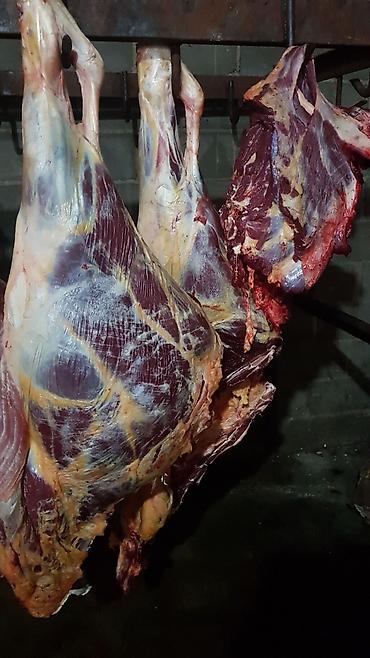 эрмен чоп: Скупаем скот на мясо и вынужденный забой дорого — 5