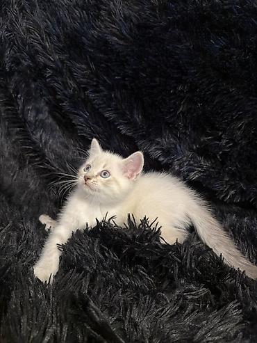 meykun pisik: Ağ rəngli, mavi gözlü balaca pişik balaları - Növ: ev pişiyi — 3