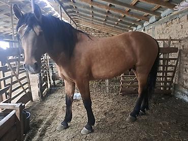 Лошади, кони: Продаю | Жеребец | Рабочий — 9