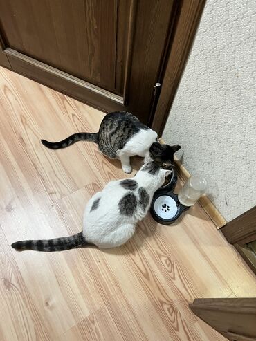 Отдам даром кошку: БЕСПЛАТНО 2 кошечки в хорошие руки. В связи с переездом в другую — 9