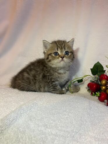 Pişiklər: Şotland yastı qulaq — 23