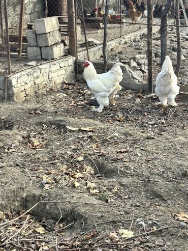 Toyuqlar: Toyuq, Brama, Yumurtalıq, Ünvandan götürmə — 11