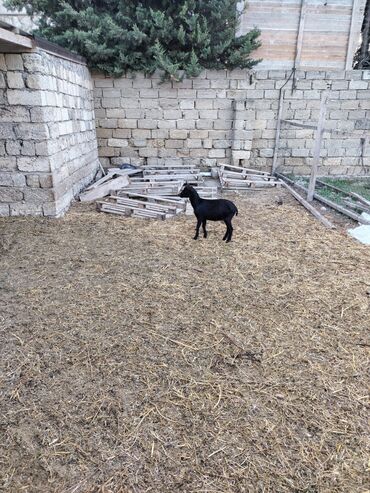 Keçi, çəpiş: Salam hər kəsə. 4 İspan sortu mursiyano və 1 erkək hələb satılır — 5