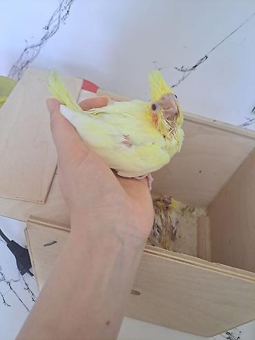 tutuquş: Qirmizigoz lutino balası satılır. temiz qandi . sağlam vitaminli — 3