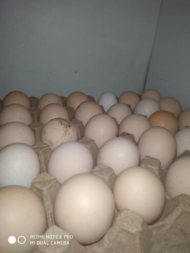 корм для животных: Продаю яйца Адлерский