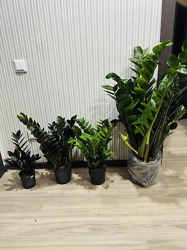 Комнатные растения: Замиокулькас (ZZ plant) в горшках — несколько размеров. От 900-2700 — 1
