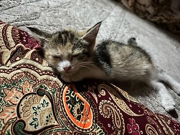 Мышыктар: Котёнок девочка 2 месяцев,очень игривая и пушистая.Нет никаких — 1