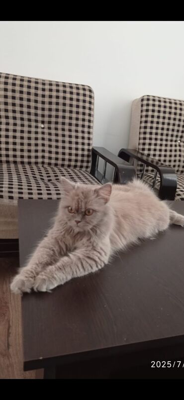 pişik tasma: Şinşilla, Dişi, Yaxşı əllərə, Ünvandan götürmə