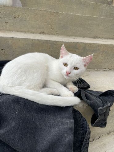 Pişiklər: Türk anqora -da lalafo.az — 17 Pişiklər: Türk anqora — 17