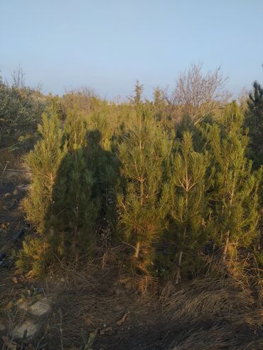 Şitillər: Satılır: iynəyarpaq şam ağacları (fidanlar) - Növ: Şam (Pinus) – — 1