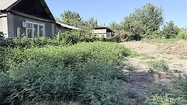 ленинское: 4 соток, Для строительства, Договор купли-продажи, Красная книга, Тех паспорт — 4