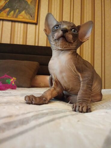 Pişiklər: Sfinks — 5