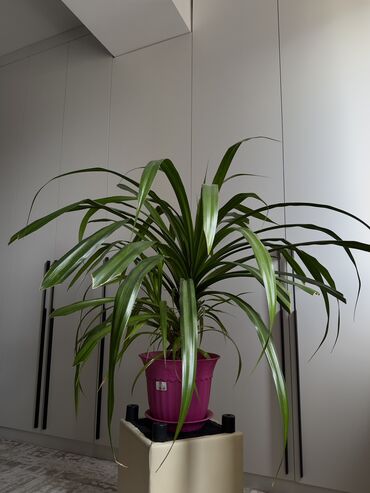 растение тропическая пальма: Комнатнре растение - Панданус