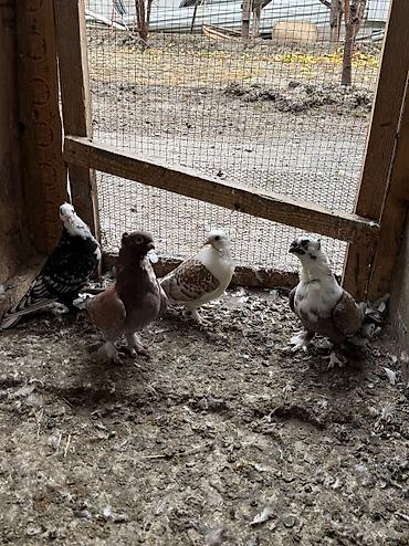 azerbaycanca pişik adlari: Hunkariler satilir 2 dene erkey 2 denede bala Hunkariler — 1