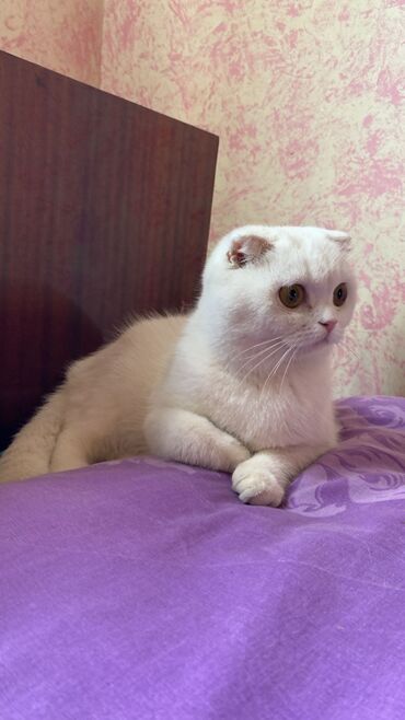 Pişiklər: Şotland, Dişi, Yaxşı əllərə, Ünvandan götürmə, Rayonlara çatdırılma, Pulsuz çatdırılma — 10