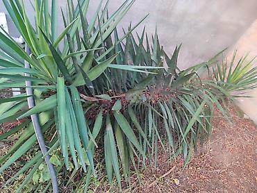 toptan gul satisi bakida: Yucca (Yukka) dekorativ kollar – bağ və həyət üçün - Növ: Yucca — 2