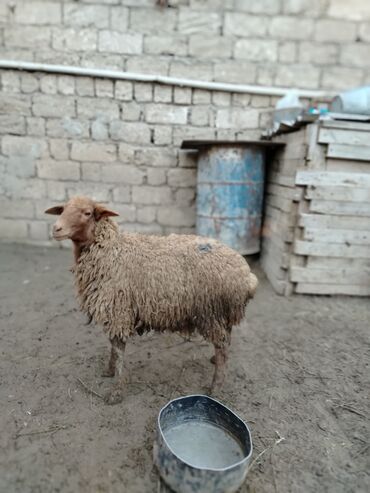 Quzu: Quzu, Erkək, Qala, ay: 1, 29 kq, Ətlik, Damazlıq, Ünvandan götürmə — 4