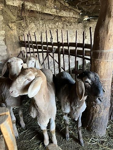 Баран, овца: Продаю | Овца (самка) | Для разведения — 7