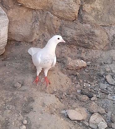qus dami satilir: Tutulma 15 tuk erkey qiymet sondu — 5
