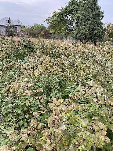 Продажа участков: 5 соток, Для сельского хозяйства — 3