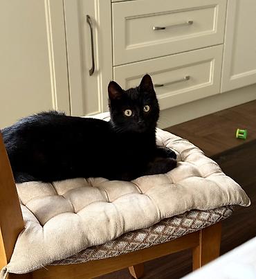 Pişiklər: Dişi, Yaxşı əllərə — 1