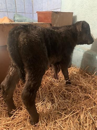 Коровы, быки: Продаю | Музоо, торпок | Ангус, Швицкая | На откорм, На забой, Для разведения | Племенные — 9