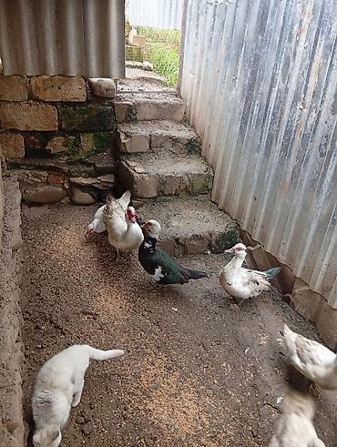 lal ordəklərin satışı: Her sort ordeylermiz satışı ve yumrta satsi varmzdr — 2