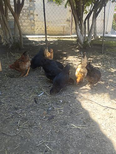 Toyuqlar: Toyuq, Yumurtalıq, Ünvandan götürmə — 4