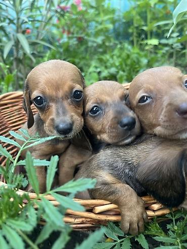 щенки собак: 🌭 Ищете верного друга и море позитива? Продаются очаровательные щенки — 5