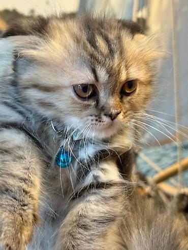 Pişiklər: Şotland — 5