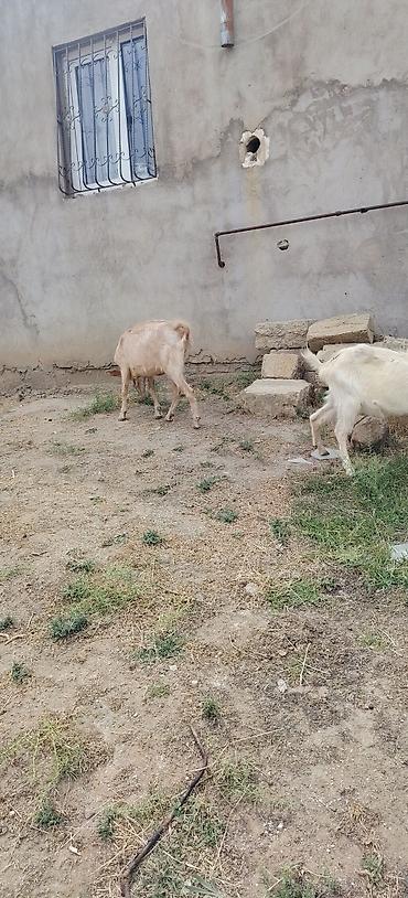 heyvan bazarları: Sarı bogazdı 1 ci qarın el kecileridi Məhsul təsviri: - Ağ və bej — 8