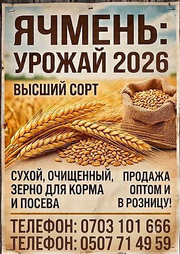 кобыла на забой: Ячмень — урожай 2026, высший сорт. - Сухой, очищенный. - Подходит как — 1