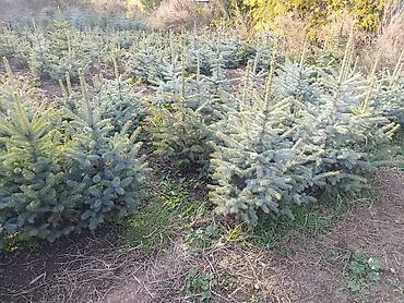 Декоративные деревья: Саженцы деревьев: Ели — 15