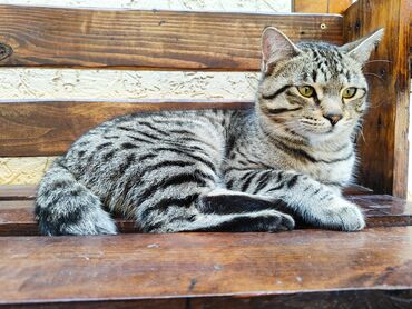 персидская короткошерстная кошка: Со мной произошла беда. Я любил свою семью, но в один день я потерял с