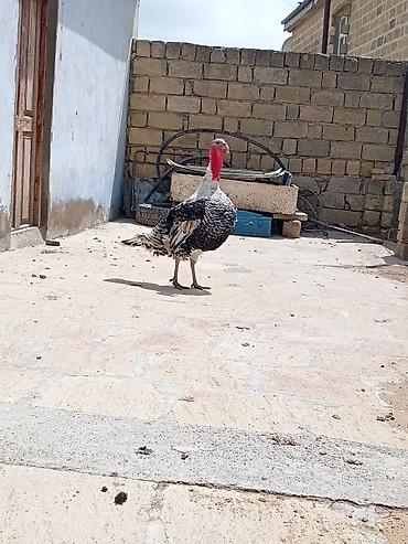 Hinduşkalar: Erkək, Damazlıq — 1