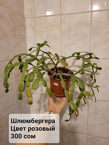 хойи: Цветы в ассортименте
Цена и название на фото — 7