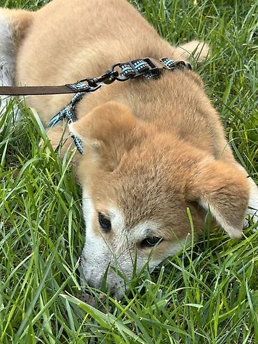 Akita-inu, 2 ay, Erkək, Ünvandan götürmə, Pulsuz çatdırılma lalafo.az -da Akita-inu, 2 ay, Erkək, Ünvandan götürmə, Pulsuz çatdırılma